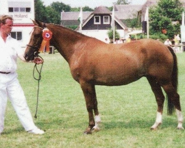 broodmare Simone (New Forest Pony, 1988, from Merrie Moscan)