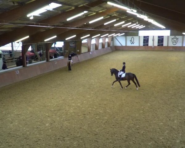 Reitturnier Bad Salzuflen 2020