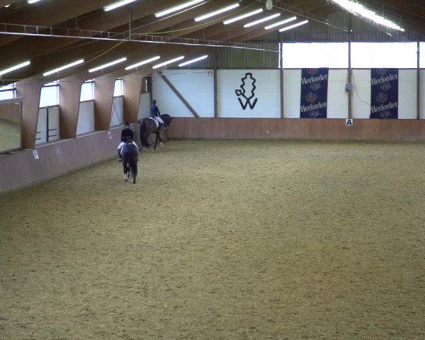 Reitturnier Bad Salzuflen 2020