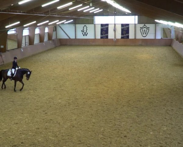 Reitturnier Bad Salzuflen 2020