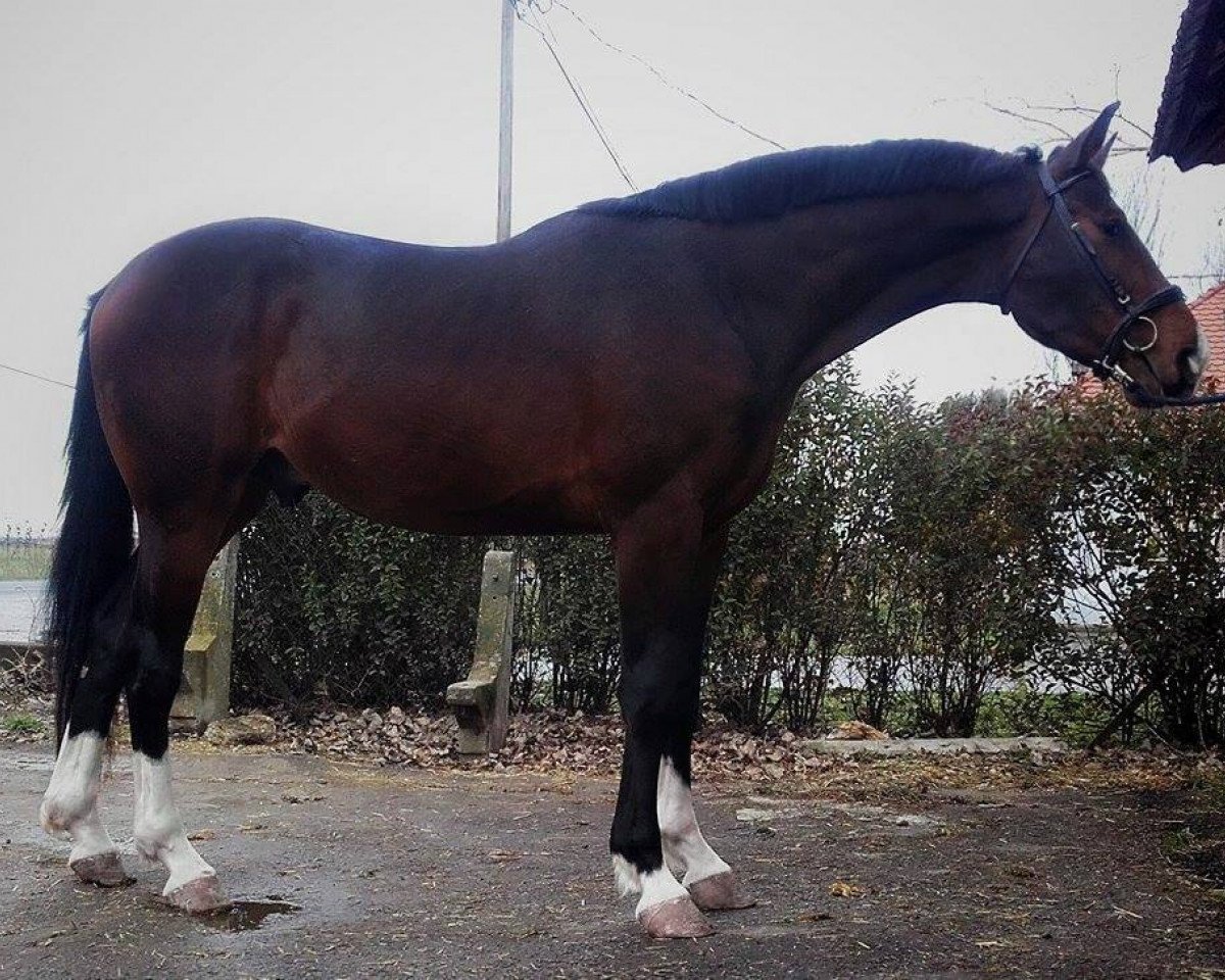 Cavallo da salto Hardver (Cavallo a sangue caldo ungherese, 2010, di Waldes)