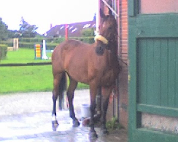 horse Lastrega (Oldenburg, 1998, from Liberty Life 125 FIN)