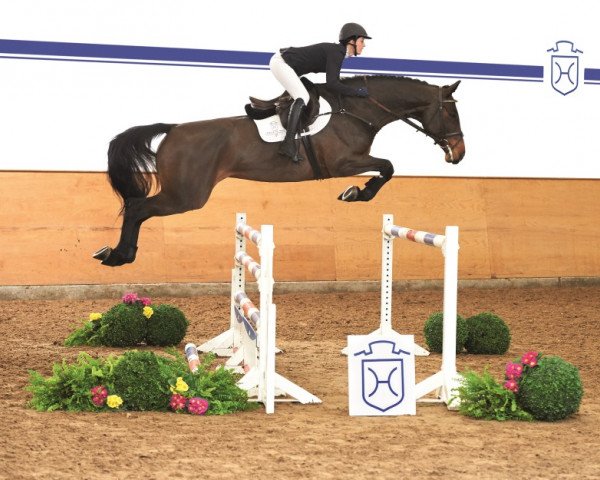jumper Carbopina (Holsteiner, 2010, from Contender)