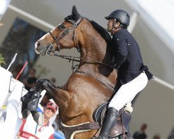 jumper Amelia (KWPN (Royal Dutch Sporthorse), 2005, from Cantos)