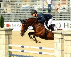 jumper Electric Touch (Zangersheide riding horse, 2007, from Untouchable Z)