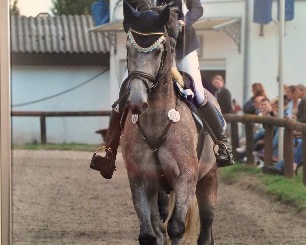 Springpferd Hollister 6 (Holsteiner, 2008, von Hermes d'Authieux AA)