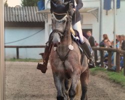 jumper Hollister 6 (Holsteiner, 2008, from Hermes d'Authieux AA)