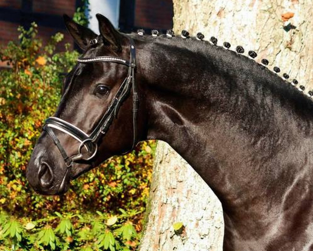 stallion Movie Star L (Hanoverian, 2013, from E.H. Millennium)