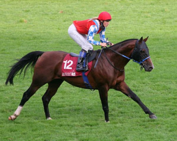 horse Poulain Kossack ox (Arabian purebred, 2006, from Nougatin 1994 ox)
