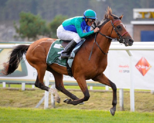 horse Athlete del Sol ox (Arabian purebred, 2007, from Dormane 1984 ox)