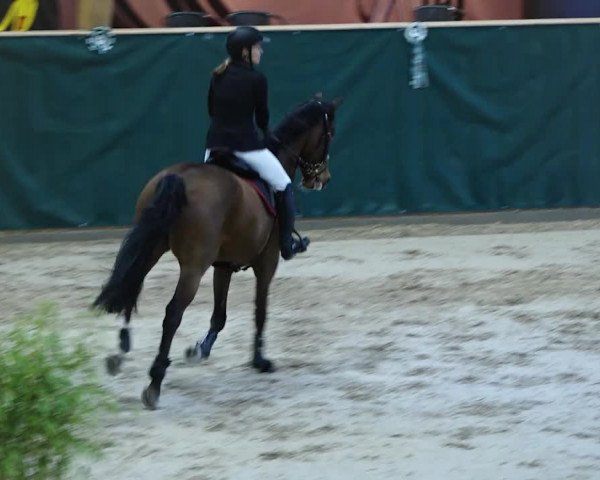 Reitturnier Dielsdorf, Horsepark 2020