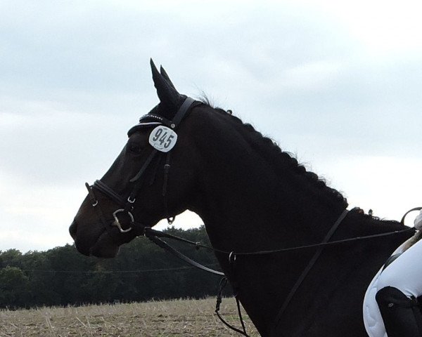 stallion Romeo 646 (Westphalian, 2001, from Rockwell)