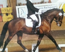 dressage horse Newlands Chicolo (German Warmblood, 2009, from Champion)