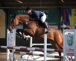 broodmare Diarada 14 (KWPN (Royal Dutch Sporthorse), 2009, from Diarado)