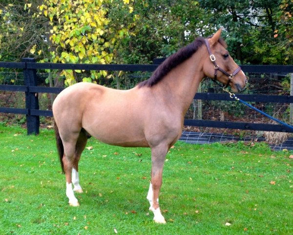 horse Kantje's All Star (Nederlands Rijpaarden en Pony, 2005, from Casper)