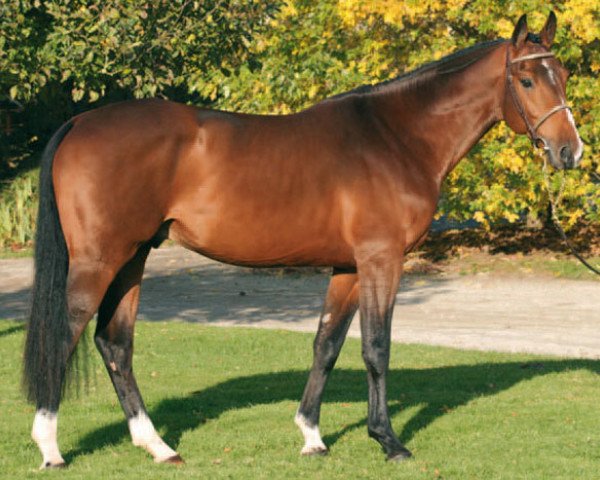 Deckhengst Quarto Mail (Selle Français, 2004, von VDL Cardento 933)