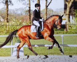 dressage horse Deichgraf 105 (Westphalian, 2011, from Dylano)