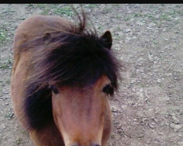 Pferd Popeye (Shetland Pony (unter 87 cm), 1999)