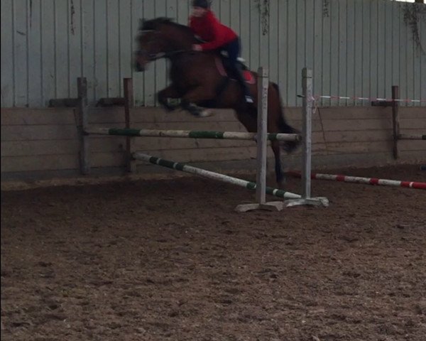 Pferd Fly (Westfale, 2004, von Fürst Piccolo)