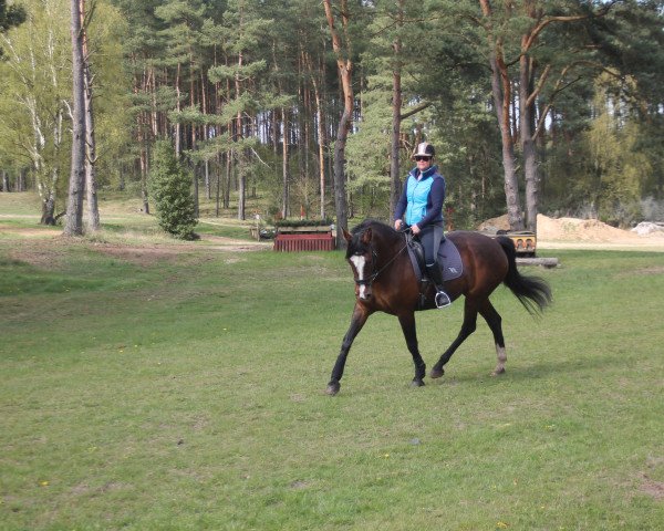 Springhest Linea 7 (Holstener, 2001, fra Lansing)