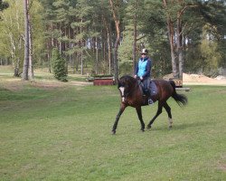 Caballo de salto Linea 7 (Holsteiner, 2001, de Lansing)