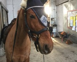 Dressurpferd Bentley Boy (Deutsches Reitpony, 2007, von Black Boy)