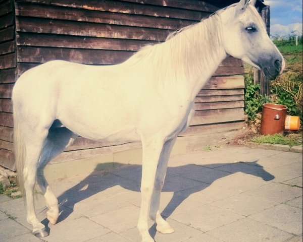 broodmare Shaakirah III ox (Arabian purebred, 1997, from Sharkassow ox)