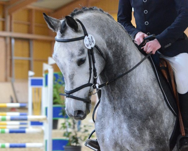 jumper Clintikki (Luxembourg horse, 2009, from Clinton) jumper Clintikki (Luxembourg horse, 2009, from Clinton)