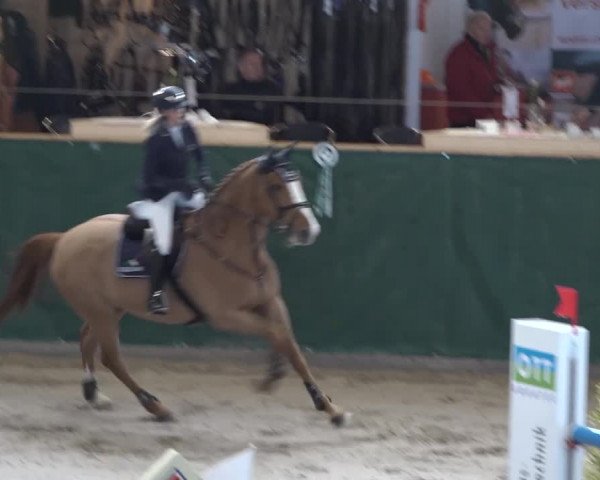 Reitturnier Dielsdorf, Horsepark 2020