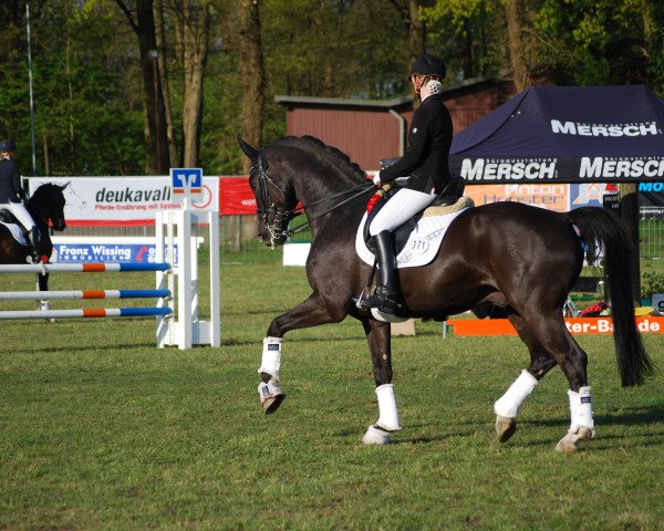 dressage horse Empire of the Sun (Westphalian, 2008, from Ehrenpreis)