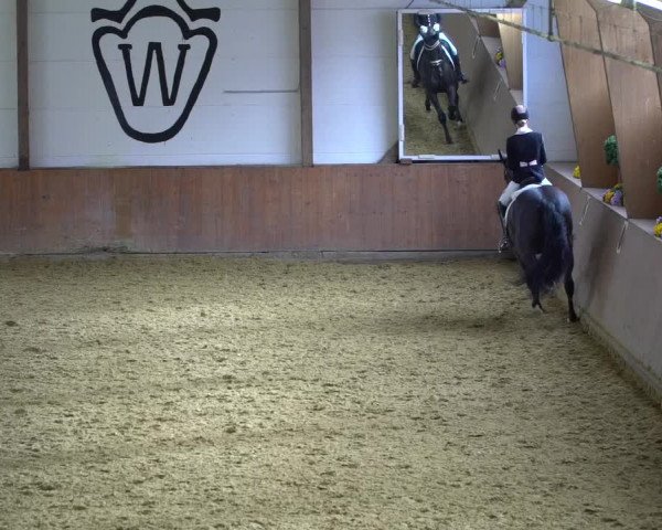 Reitturnier Bad Salzuflen 2020