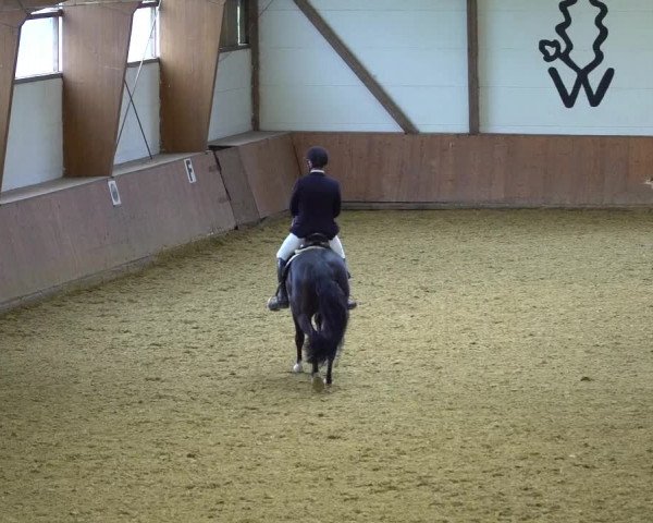 Reitturnier Bad Salzuflen 2020