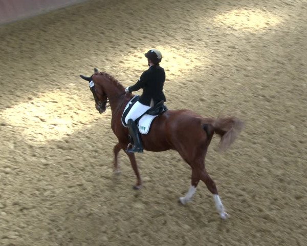 Reitturnier Bad Salzuflen 2020