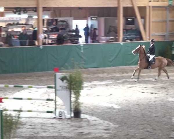 Reitturnier Dielsdorf, Horsepark 2020