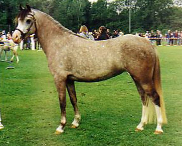 broodmare Hondsrug Georgette (unknown, 1995, from Blethni Puck)