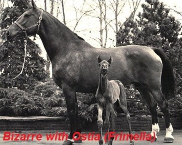 broodmare Bizarre (Holsteiner, 1965, from Cromwell)