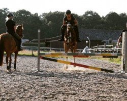 dressage horse Anny 41 (Pony without race description, 2005)
