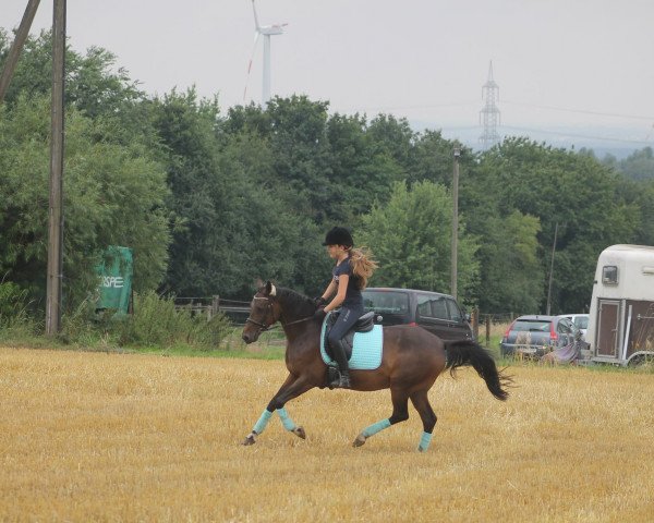 dressage horse Cassina 70 (German Riding Pony, 2007, from Cassini)