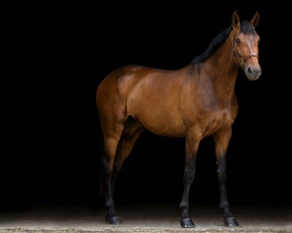 Dressurpferd Debüttantin (Westfale, 2013, von Damsey FRH) Dressurpferd Debüttantin (Westfale, 2013, von Damsey FRH)