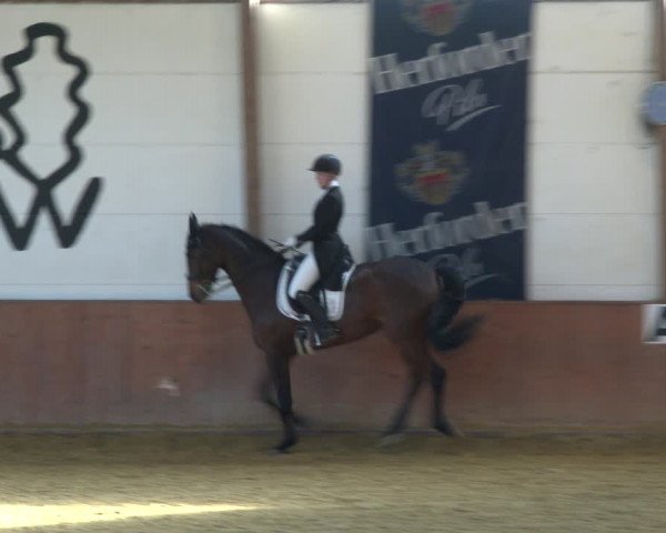 Reitturnier Bad Salzuflen 2020