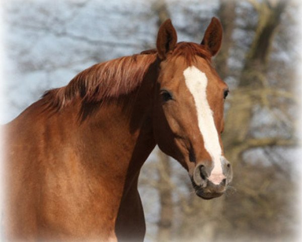 broodmare Wianka (Hanoverian, 1997, from Wolkenstein II)
