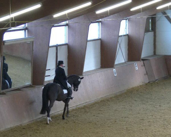 Reitturnier Bad Salzuflen 2020