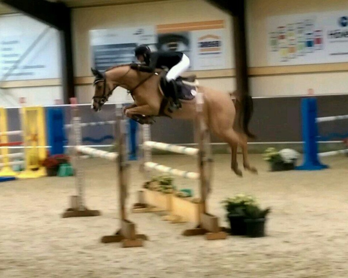 Caballo de salto Cupcake (Hannoveriano, 2010, de Campbel)
