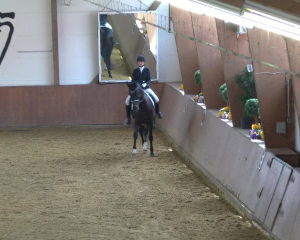 Reitturnier Bad Salzuflen 2020
