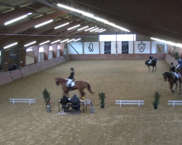Reitturnier Bad Salzuflen 2020