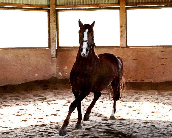 horse Diamond Dash (German Riding Pony, 2013, from Dreidimensional AT NRW)