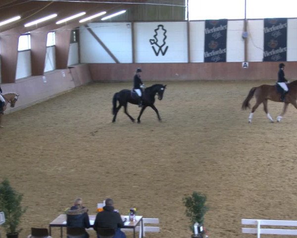Reitturnier Bad Salzuflen 2020