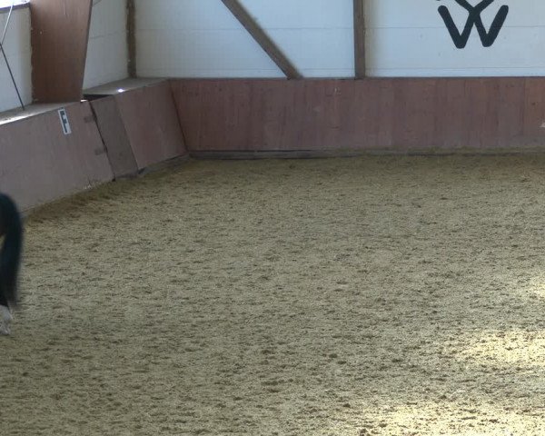 Reitturnier Bad Salzuflen 2020