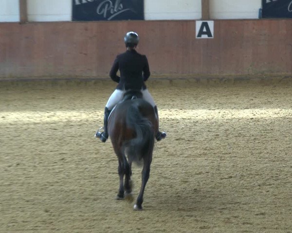 Reitturnier Bad Salzuflen 2020