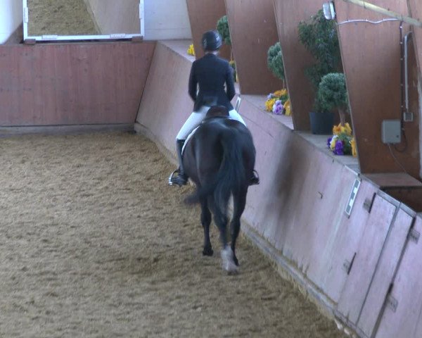 Reitturnier Bad Salzuflen 2020